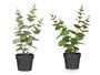 Ibergarden Pot Plante Feuille Ronde Mat Brillant Couleurs Assorties 16x35x10 cm (Set de 12)
