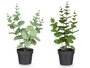 Ibergarden Pot Plante Feuille Ronde Mat Brillant Couleurs Assorties 16x35x10 cm (Set de 12)