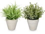 Ibergarden Pot Feuilles Vertes Assortis 15x19x15cm (Set de 24)