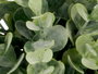 Ibergarden Pot Feuilles Vertes Assortis 15x19x15cm (Set de 24)