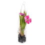 BigBuy Home Plante décorative Vert et Rose