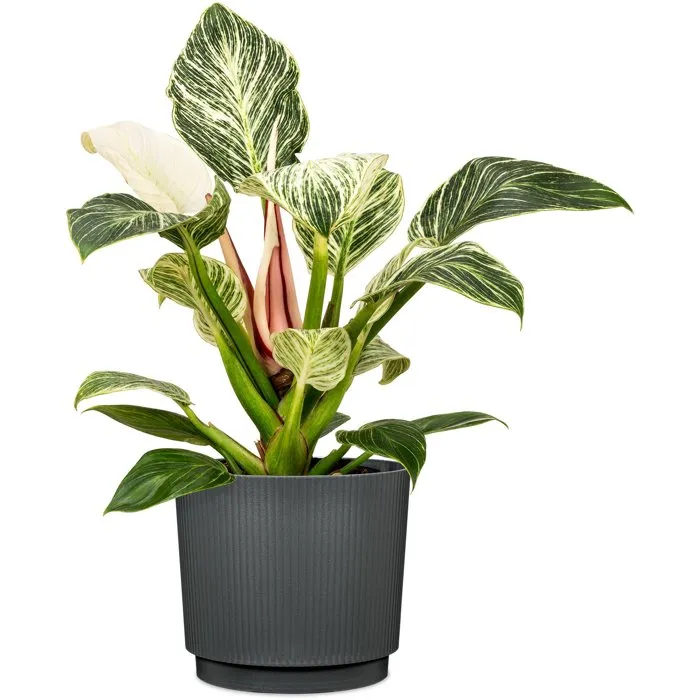 Garden ID Cache-pot rond Lino, 25 cm de diamètre, 22 cm de hauteur, 7 litres, anthracite