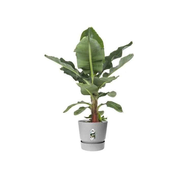 Elho Pot de fleurs extérieur rond Greenville 40 en plastique recyclé, Ø 39 x H 36,8 cm, résistant au gel avec réserve d'eau, gris béton vivant Elho Pot de fleurs extérieur rond Greenville 40 en plastique recyclé, Ø 39 x H 36,8 cm, résistant au gel avec réserve d'eau, gris béton vivant