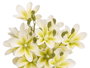 Ibergarden Vara 5 Branches 20 Fleurs Blanche 55cm Plastique (Set de 12)