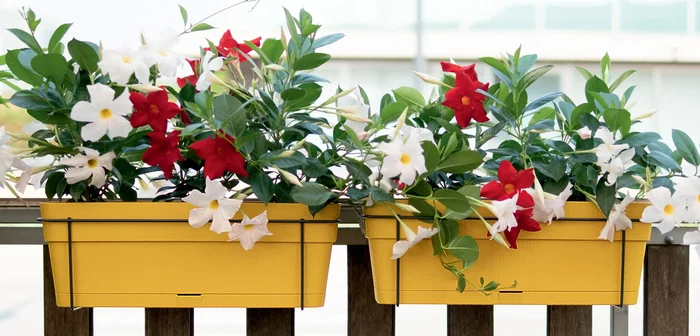 Stefanplast Balconnière ETHICA - 50x18x17 cm - 9 L - Couleur Moutarde - Pour plantes de balcon