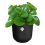 Elho Pot de fleurs Jazz Rond - Noir - Diamètre 26 x Hauteur 24 cm - Intérieur - 100% recyclé, étanche avec système auto-arrosage
