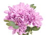 Ibergarden Ramo de 5 fleurs ouvertes lilas 39 cm - Plastique (Set de 12)