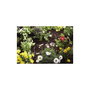 Gardena Micro-Drip-System Tube de goutte-à-goutte 4,6 mm (3/16''), 15 m