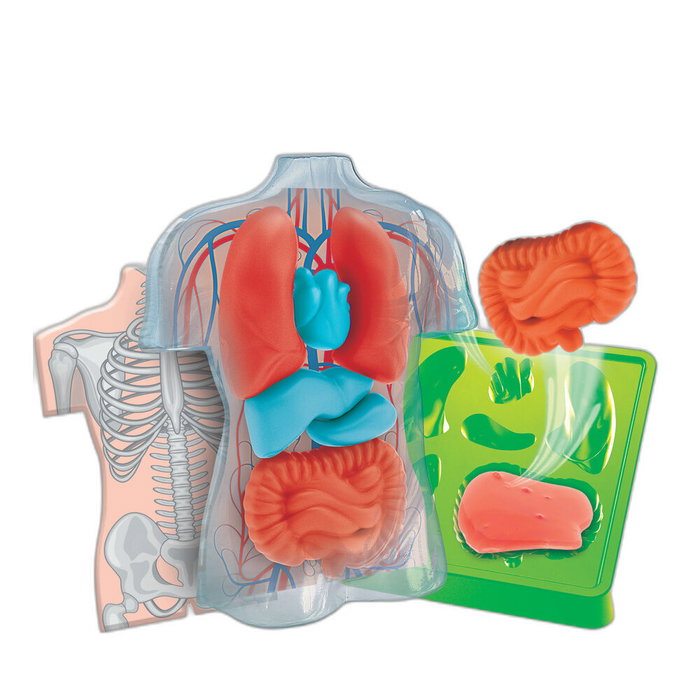 Clementoni Kit Anatomie Squishy et Organes Clementoni Kit Anatomie Squishy et Organes