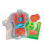 Clementoni Kit Anatomie Squishy et Organes