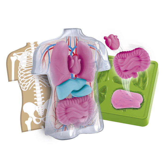 Clementoni Kit Anatomie Squishy et Organes Clementoni Kit Anatomie Squishy et Organes
