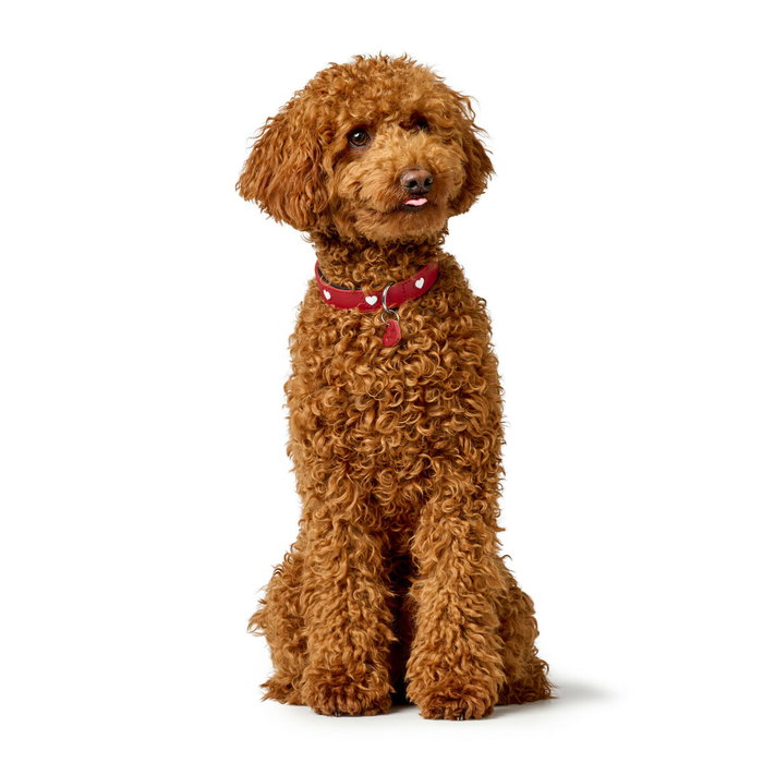 Collier pour Chien Hunter Love M 41-49 cm Rouge Collier pour Chien Hunter Love M 41-49 cm Rouge