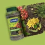 Fertiligene Engrais longue durée premium arbustes conifères et buis 600 g