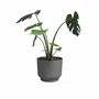 Artevasi Pot de fleurs Miami - 30 cm, 13 L, Anthracite - Dimensions : 29.7 x 29.7 x 25.1 cm