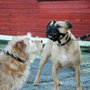 Company Of Animals Baskerville Ultra Muzzle 5 Noir