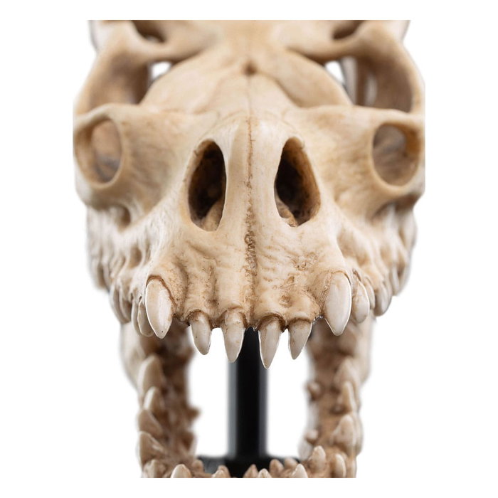 Le Seigneur des Anneaux statuette Skull of a Fell Beast 21 cm