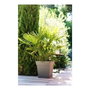 Colorant Universel Pot de fleur Toscane Carré Taupe 87L