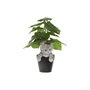 Home ESPRIT Figurine Décorative Marron Noir Gris (4 Unités)
