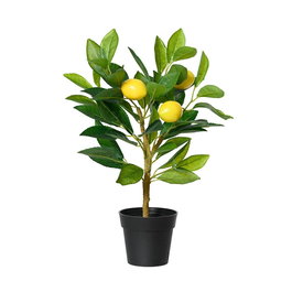 Everlands Maceta Limonero en Plastique Noir Ø 10,5 x 17 x 24 x 43 cm