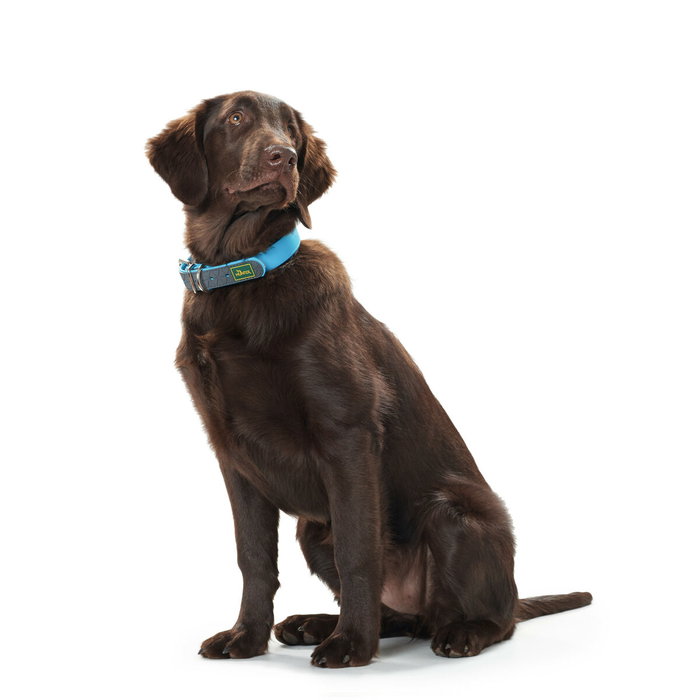 Hunter Collier pour Chien Hunter Convenience 53-61 cm L/XL Turquoise Hunter Collier pour Chien Hunter Convenience 53-61 cm L/XL Turquoise