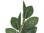 Ibergarden Plante Zamioculca 50 cm avec Pot Blanc/Marron/Vert Plastique et Mélamine 6 Branches (Set de 6)