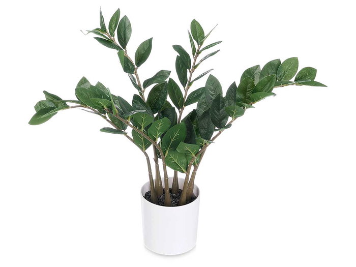 Ibergarden Plante Zamioculca 50 cm avec Pot Blanc/Marron/Vert Plastique et Mélamine 6 Branches (Set de 6)