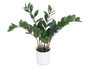Ibergarden Plante Zamioculca 50 cm avec Pot Blanc/Marron/Vert Plastique et Mélamine 6 Branches (Set de 6)