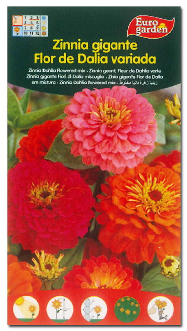 Semillas Fito Zinnia Géant Fleur de Dalla Boîte de 10 Semillas Fito Zinnia Géant Fleur de Dalla Boîte de 10