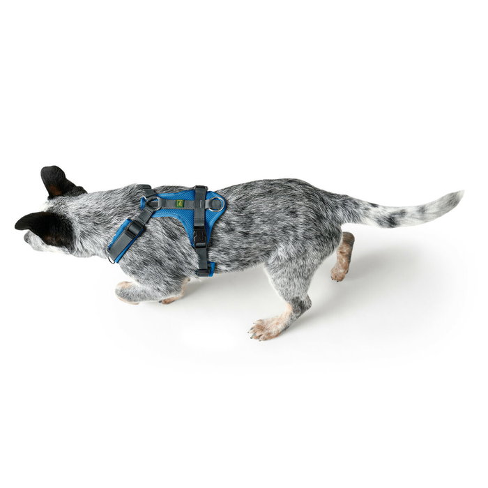 Harnais pour Chien Hunter Maldon Up Bleu 66-118 cm Harnais pour Chien Hunter Maldon Up Bleu 66-118 cm