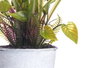 Ibergarden Plante Fleur Ouverte Pot Métal Couleurs Assorties 15x31x15 cm (Set de 12)