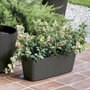 Deroma Jardinière Origin - 49,5x19 cm - 12 L - Anthracite