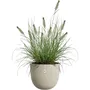 ELHO Pot de fleurs Sereh Rond 30 Beige Ø 29.5 x H 25 cm - 100% recyclé résistant au gel