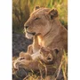 Clementoni Compact 500 - Puzzle 500 pièces "Feline Love" avec poster - Boîte compacte - 49 x 36 cm