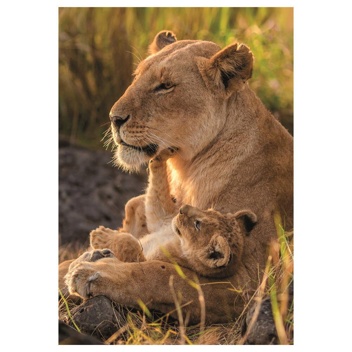 Clementoni Puzzle Compact Feline Love 500 pièces