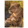 Clementoni Puzzle Compact Feline Love 500 pièces