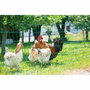 Kerbl Filet de protection volaille Vert 25 m x 106 cm