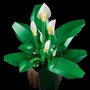 LEGO 11504 Botanicals - Set de Construction Les Fleurs de Lune - Plante Artificielle Décorative pour Adulte