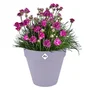 ELHO Pot de fleurs Loft Urban Rond Violet Ø 28.5 x H 26 cm Extérieur avec réservoir d'eau en plastique 100% recyclé