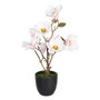 BigBuy Home Plante décorative Magnolia