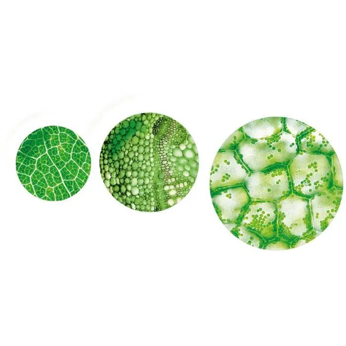 Clementoni Sciences et Jeu - Super Microscope Professionnel avec Lumière LED, Grossissement 1200x, 50 Expériences - Kit scientifique pour enfants 8 ans et plus Clementoni Sciences et Jeu - Super Microscope Professionnel avec Lumière LED, Grossissement 1200x, 50 Expériences - Kit scientifique pour enfants 8 ans et plus