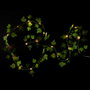 Home Deco Factory Guirlande 20 LED avec feuilles 2 m