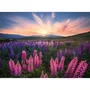 Ravensburger Puzzle 500 pièces 12000688 - Les Lupins (Nature Edition), Puzzle adulte et enfant à partir de 12 ans