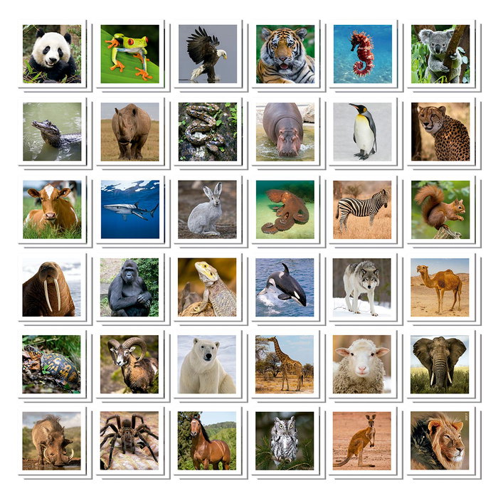 Educa Identic Animaux - Jeu de mémoire 72 cartes