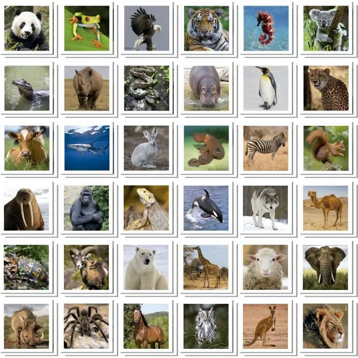Educa - Jeu de mémoire Identic Animaux, 72 cartes pour développer mémoire et attention, pour enfants des 3 ans et plus