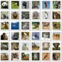 Educa - Jeu de mémoire Identic Animaux, 72 cartes pour développer mémoire et attention, pour enfants des 3 ans et plus