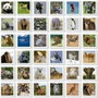 Educa Identic Animaux - Jeu de mémoire 72 cartes