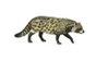 COLLECTA Civette Africaine - Taille M