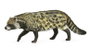 COLLECTA Civette Africaine - Taille M