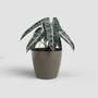 Artevasi - San Remo SWS 36 BR - Pot de fleurs sur pieds pour intérieur et extérieur en plastique résistant aux UV - Ø36 x H33,5 cm - 25 litres - Couleur taupe