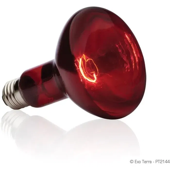 Exo Terra Ampoule chauffante infrarouge Basking Spot 100W pour terrarium - Point chaud pour reptiles, amphibiens, invertébrés - Compatible dôme Reptile Dome